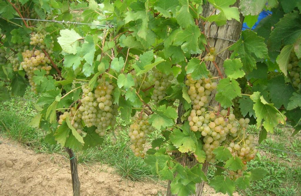 Weinbauernhof Vier Jahreszeiten Staatz エクステリア 写真