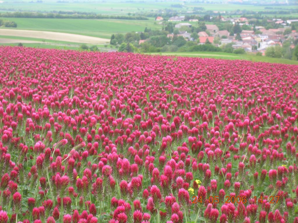 Weinbauernhof Vier Jahreszeiten Staatz エクステリア 写真